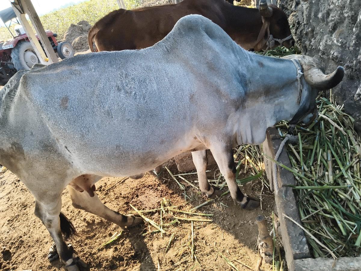 ગીર ગાય વેચવાની છે