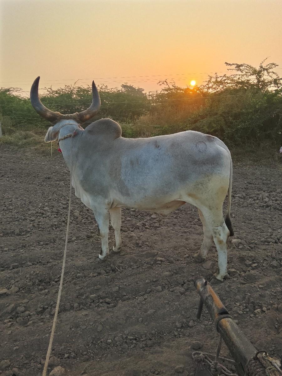 ઘોધલો વેશવાનો છે એક વાવણી વાવેલ