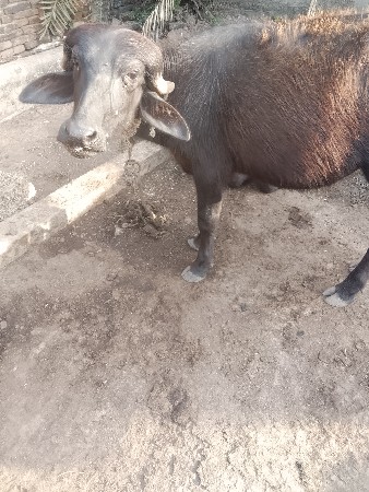 થંબનેલ 3