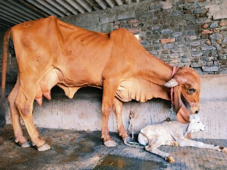 ગીર હોડકી વેચવાની
