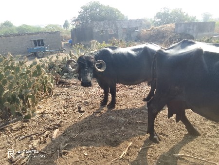 થંબનેલ 3