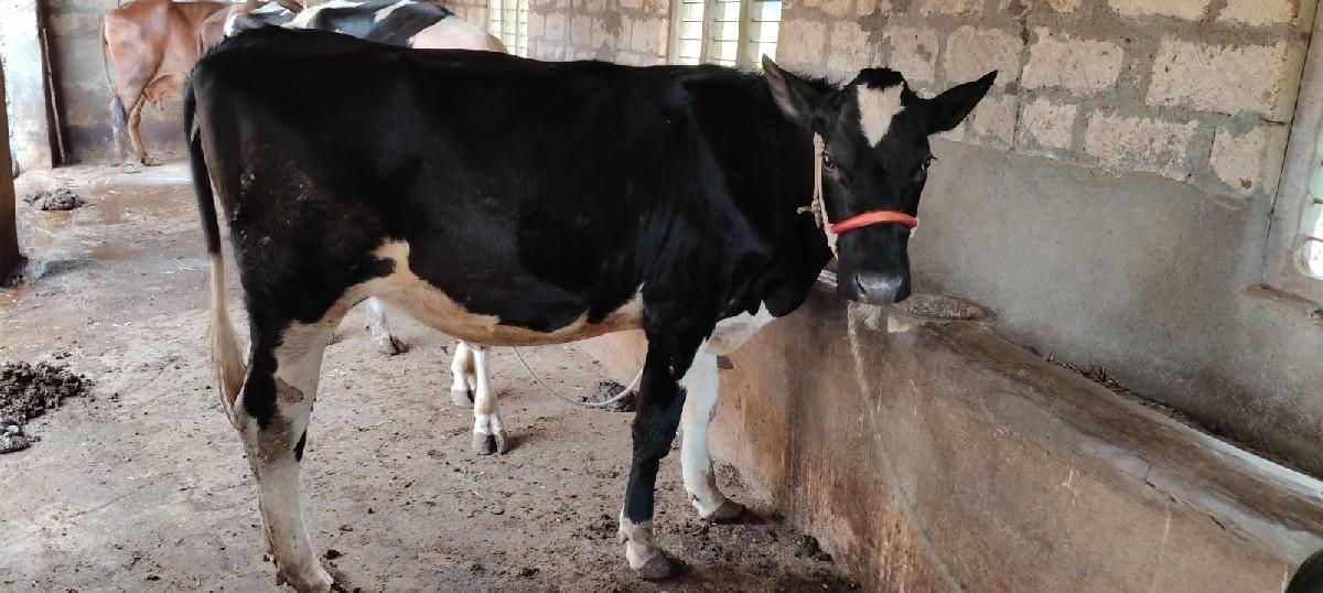 hf હોડકી પંજાબ બ્રીડ ની