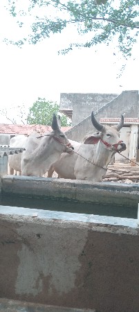 બળદ વેચવાના છે