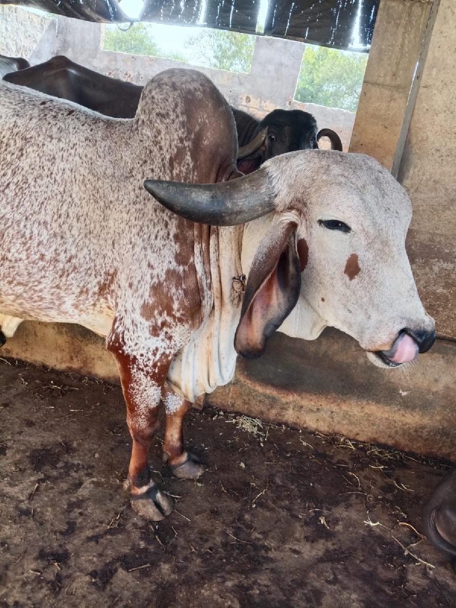 આ ગાય વેચવાની સે