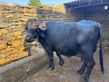 વેચવાની