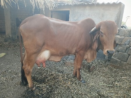 ગાય વેચવાની છે