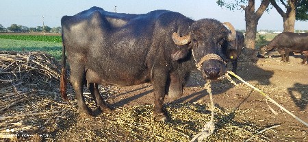 ભેસ વેચવા ની છે