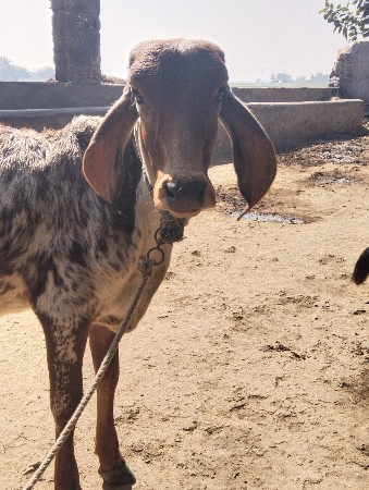 थंबनेल 2