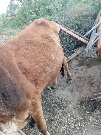 આ‌ જસીૅ ગાય વેચવા ની છે