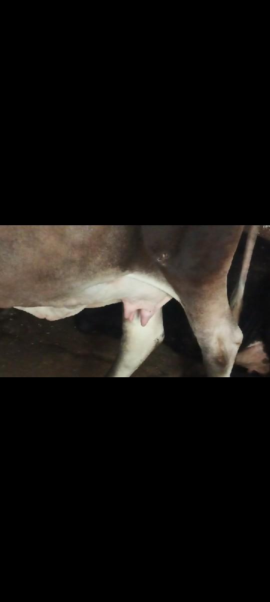 ગીકોસ ગાયવેચવાનીછે