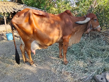 थंबनेल 3