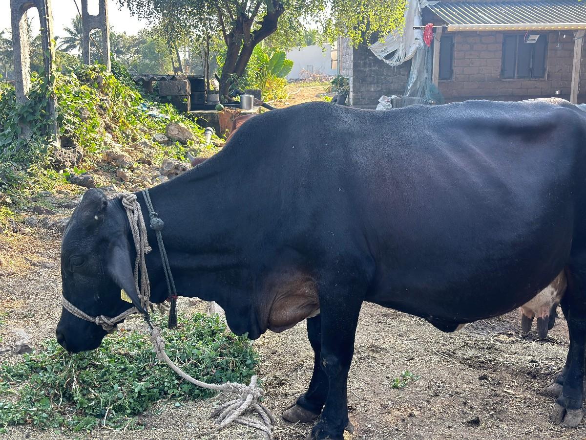 એસેફ ગાય વેચવાની છે.