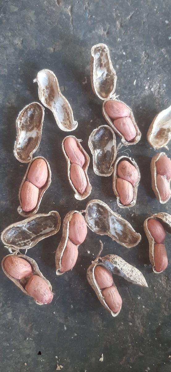 માંડવી 20 નંબર