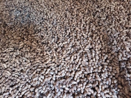 100 નંબર મગફળી