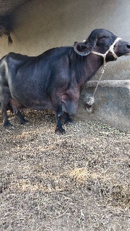 ભેંસ વેચવાની છે