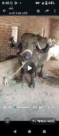 ભેંસ માં દૂધ સવારે 7.5 સાંજે 7