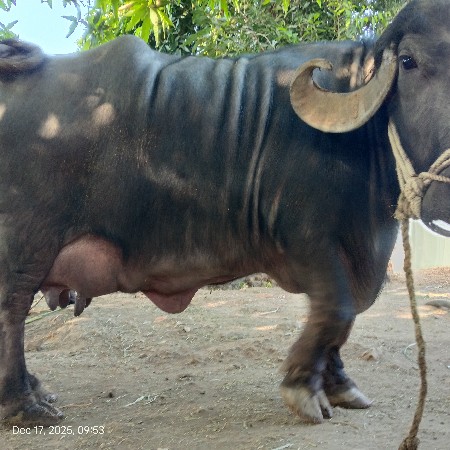 थंबनेल 2