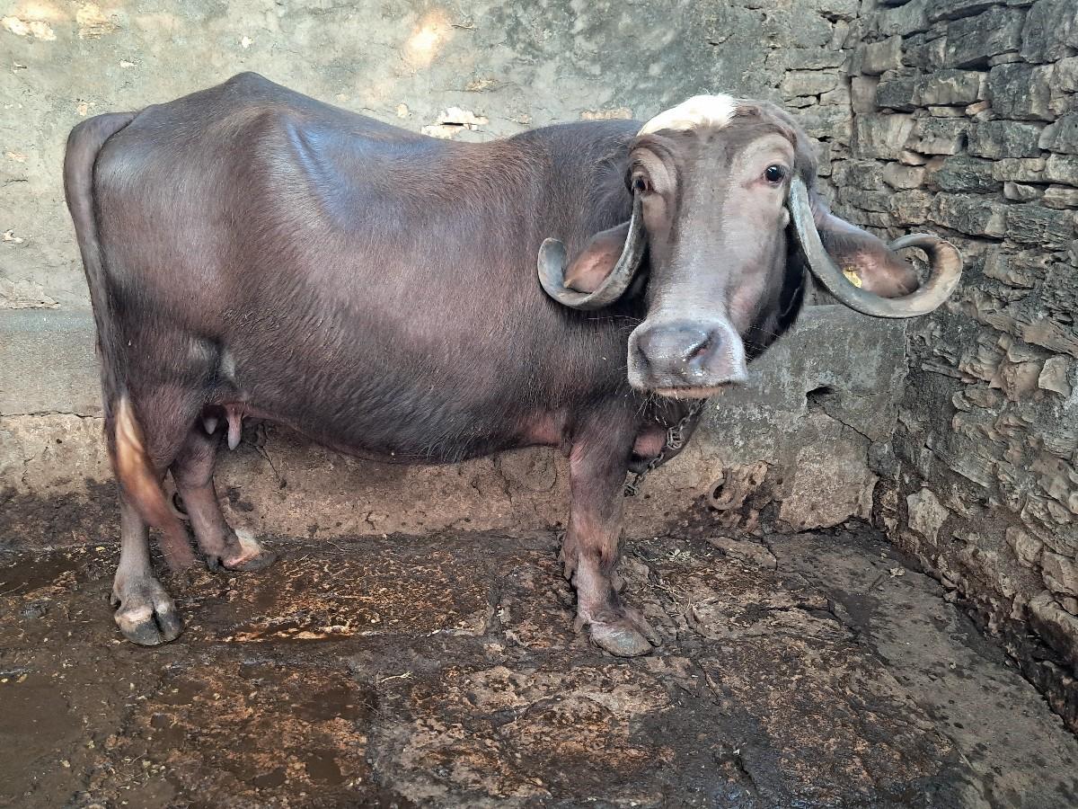 ભેસ વેચવાની છે