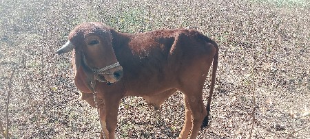 બળદ વેચવાના છે