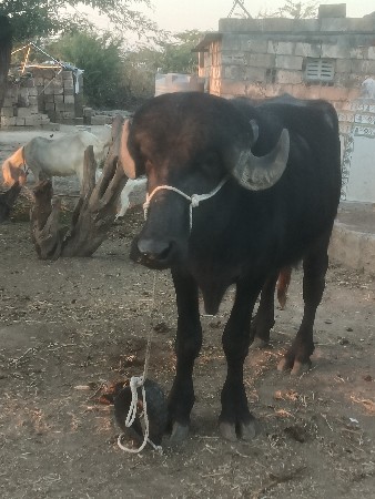 પાડો વેચવાનો છે