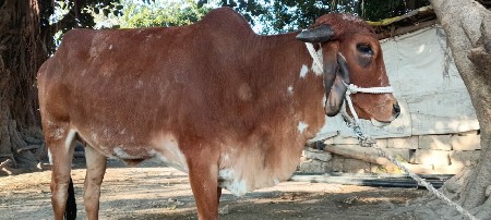 હોડકી વેચવાની પેલું વેતર  છે