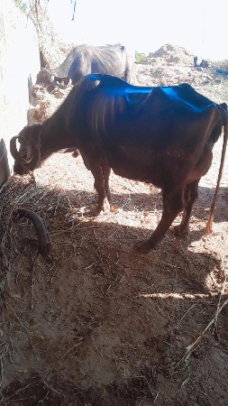 थंबनेल 3