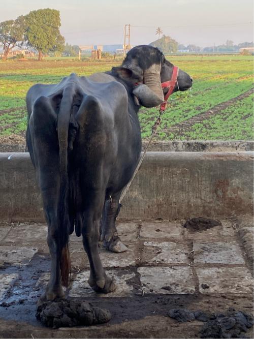 થંબનેલ 2