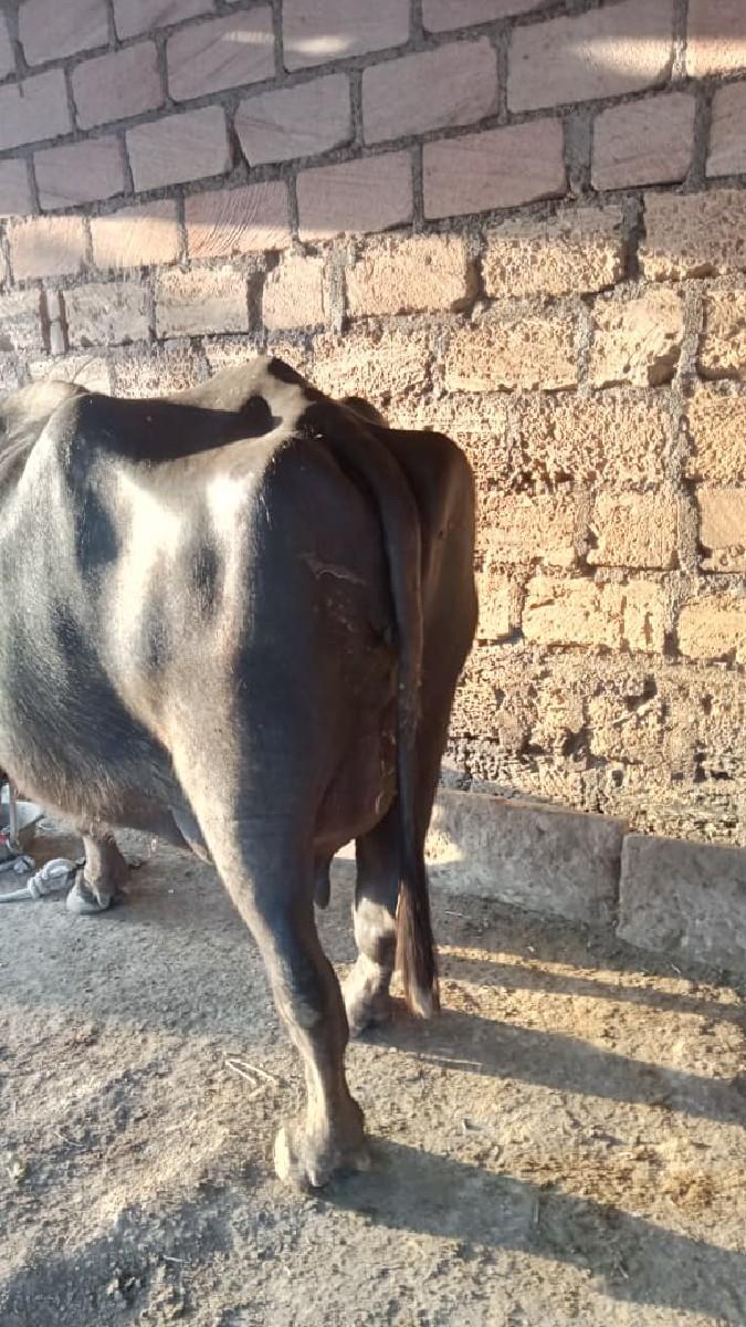 થંબનેલ 2