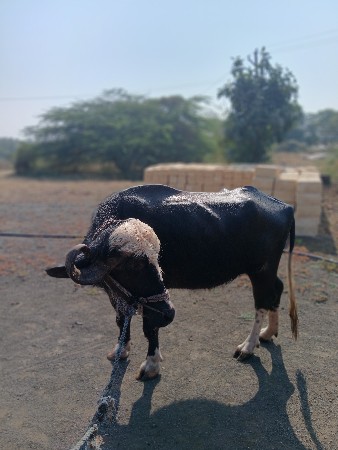 થંબનેલ 2