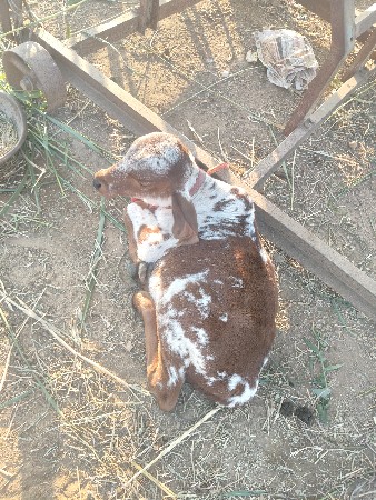 ગાય વેચવાની છે