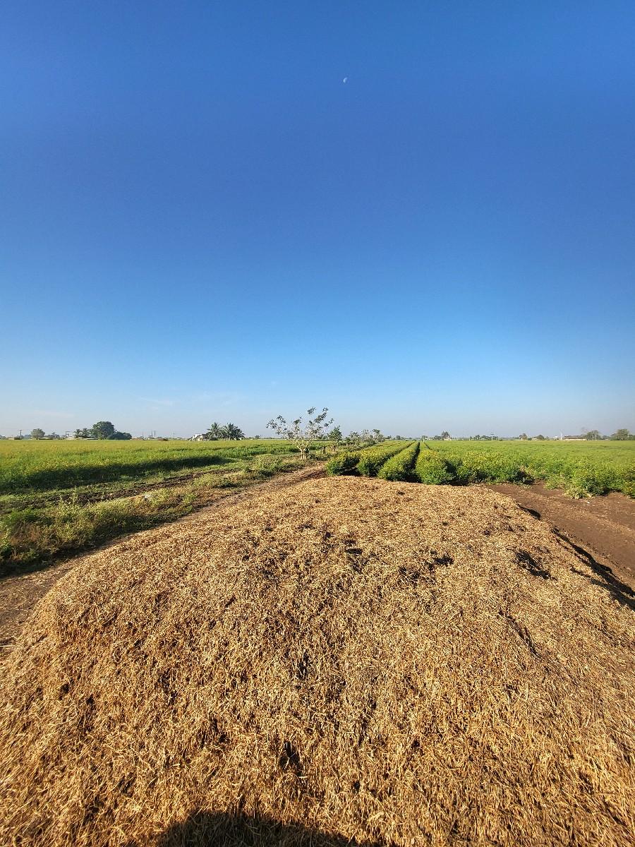 માંડવી નો ભુક્કો વેચવાનો છે.