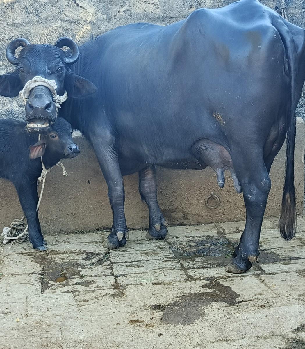 ખડૅલી વૅચવાની છૅ