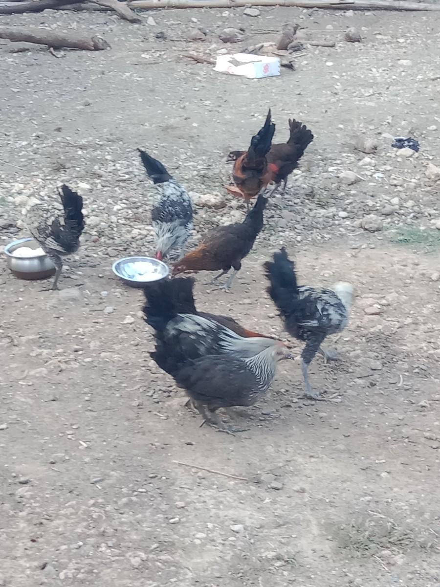 थंबनेल 2