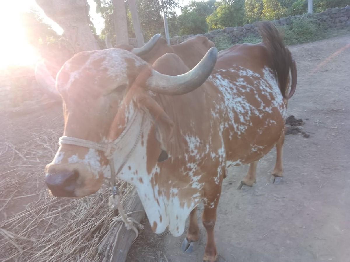 થંબનેલ 3