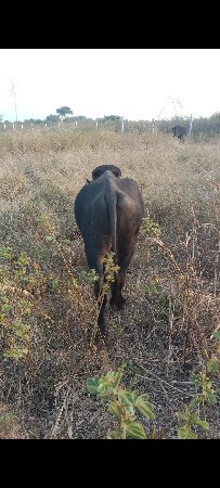 સાટા કરવા ના છે 2.5 વરસ ની છે