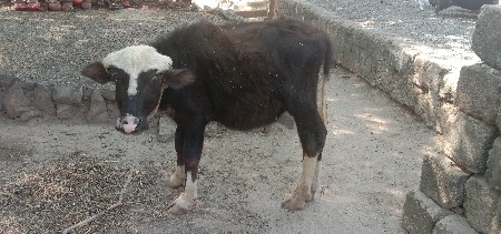 થંબનેલ 3