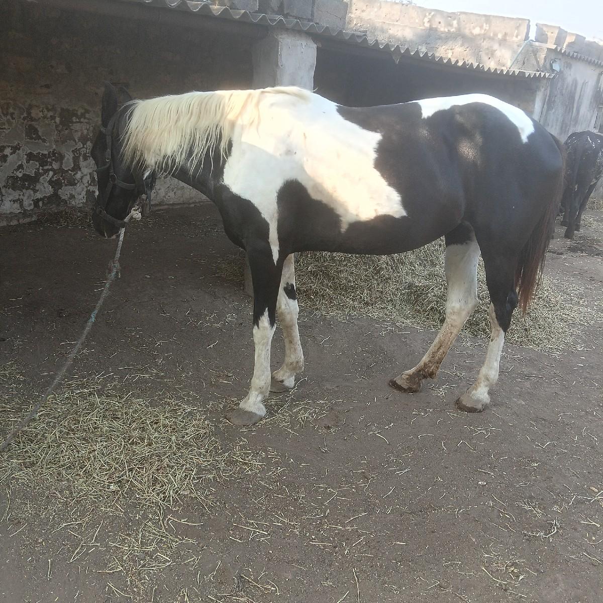 થંબનેલ 2