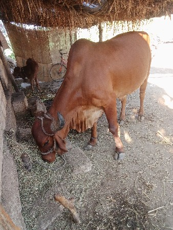 વેચવાની