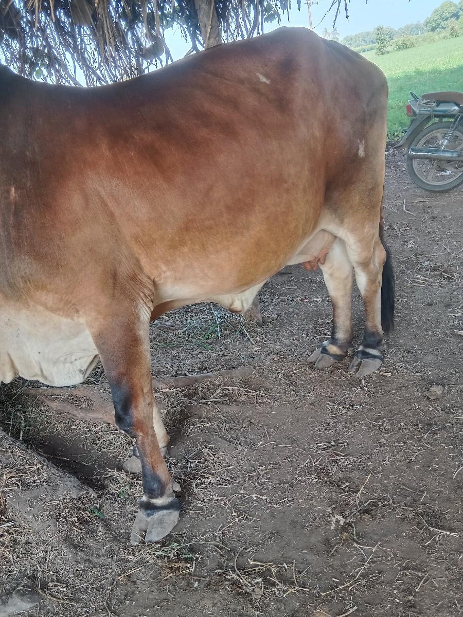 ગાય વેસવાની 10દિવસ ની વાર