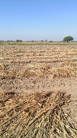 juvar Ni niran vesvani se