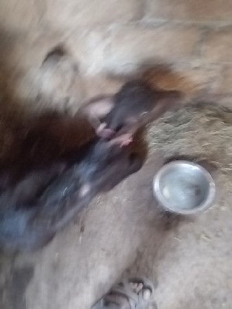 સિસોદિયા સાપરાજ ભાઈ નાનુભાઈ