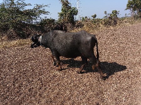 थंबनेल 3