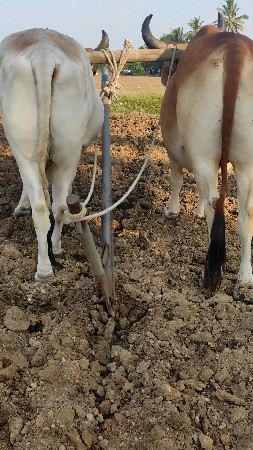 ગોઘલા વેસવા ના છે