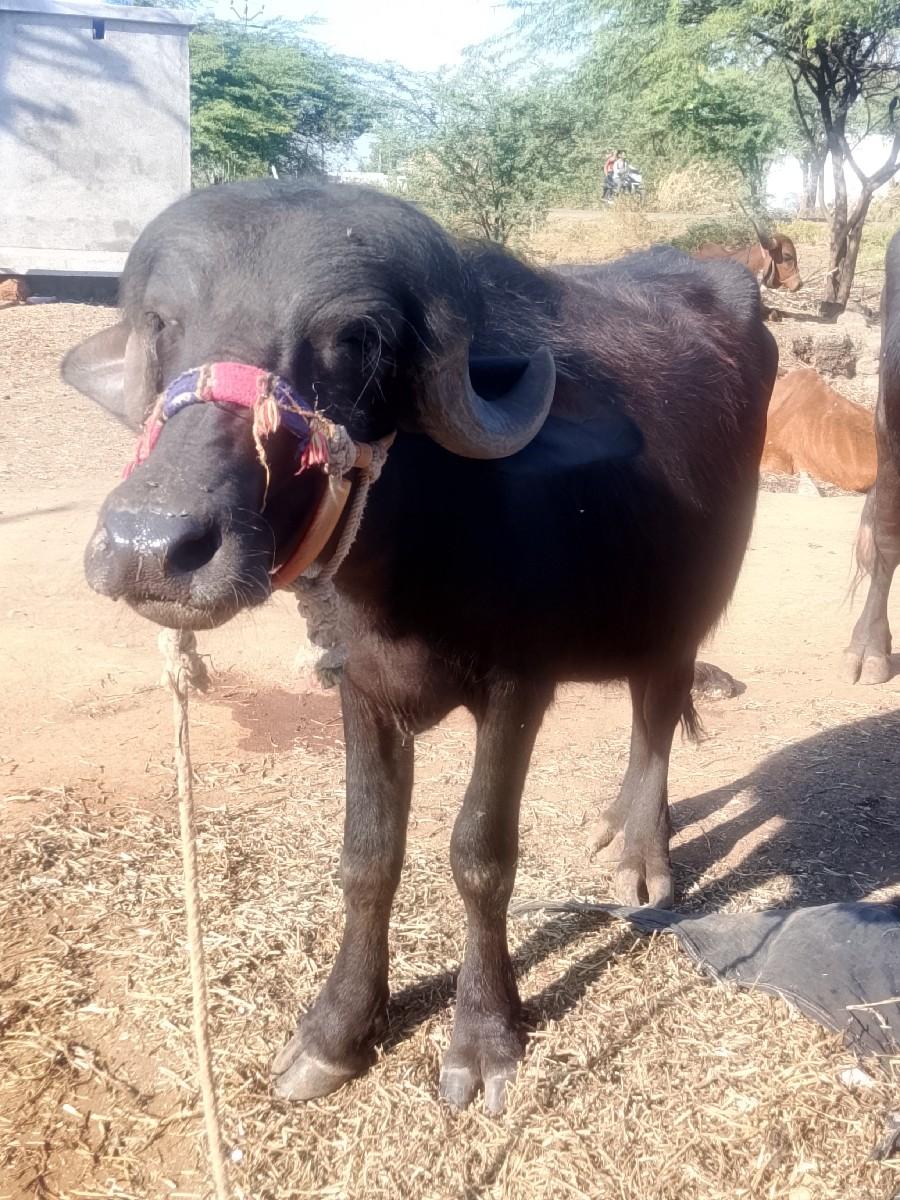 થંબનેલ 2