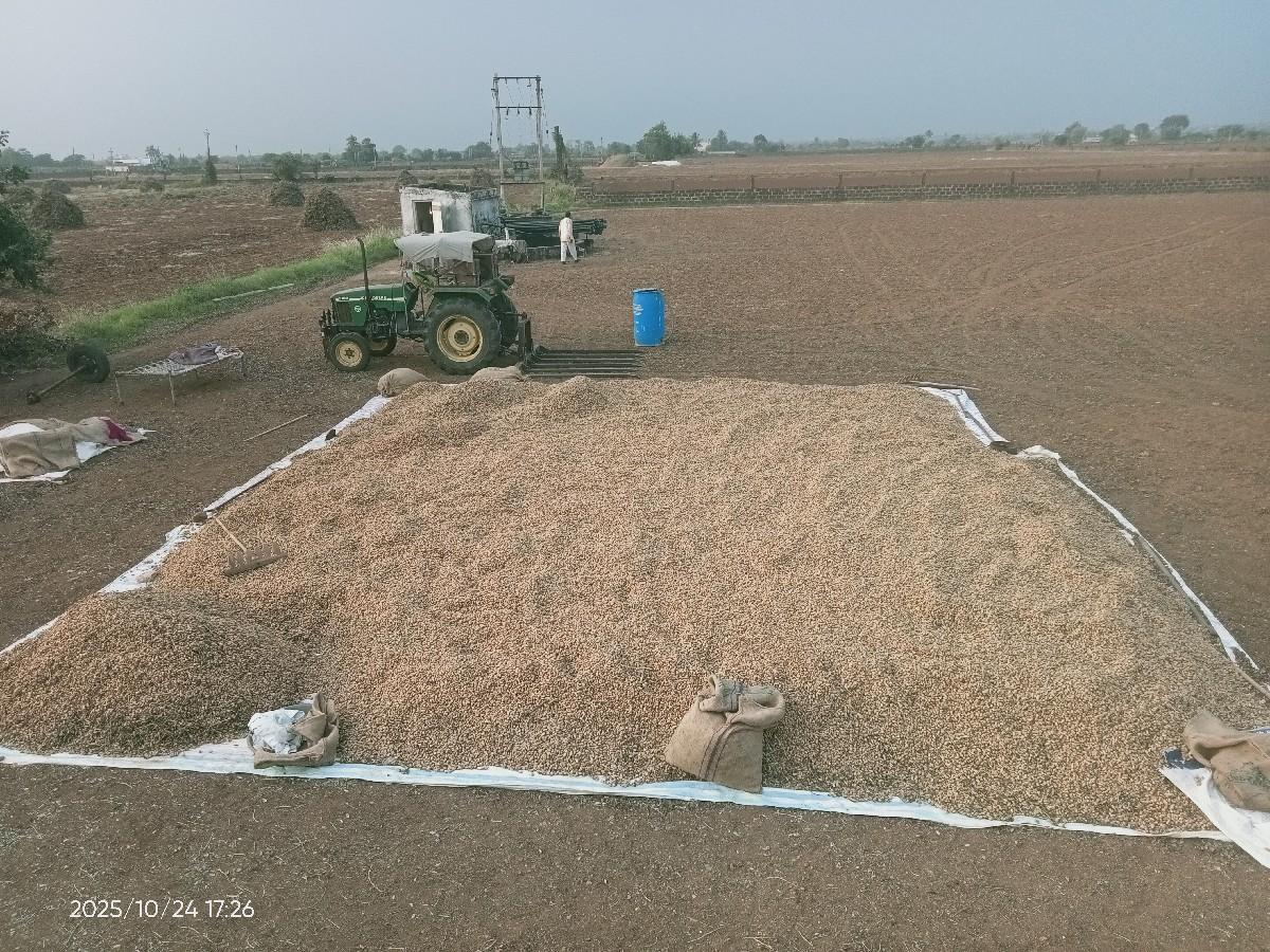 જી 20 મગફળી