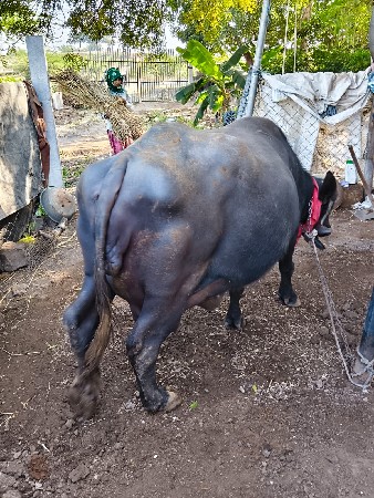 थंबनेल 2