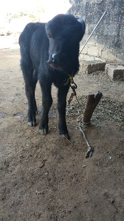 थंबनेल 3