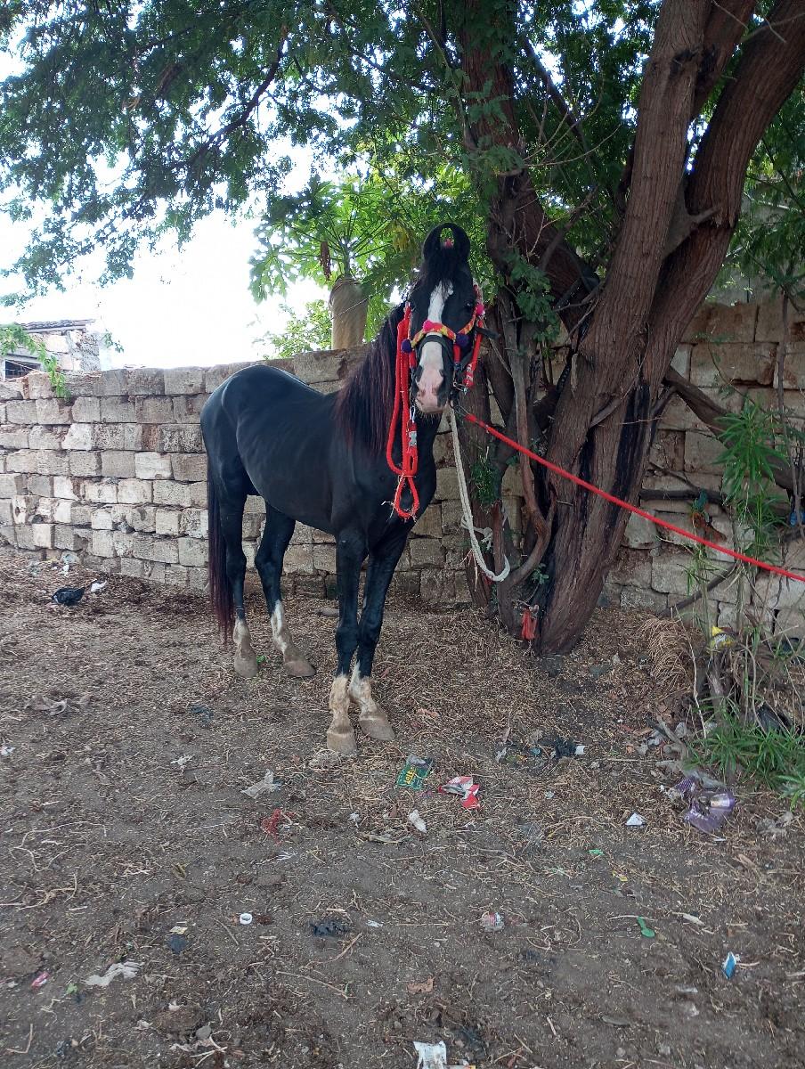 ઘોડો વેચવાનોસે ને સાટૂય કરવૂસે