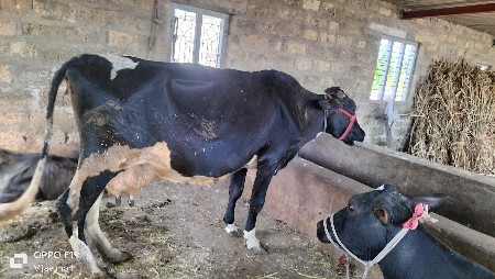 थंबनेल 3