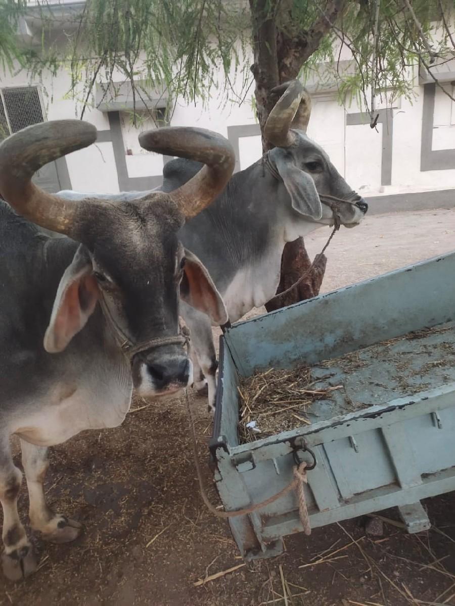 थंबनेल 2